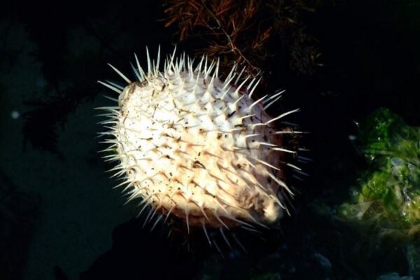 Затоплянето на морето променя обитателите на Черно море