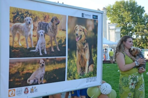 Фотоизложба във Варна представя кучета от приюта в Каменар, които търсят дом.