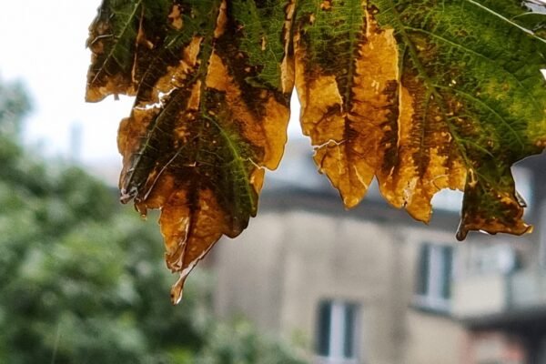 Есента вече е тук: Настъпи есенното равноденствие.