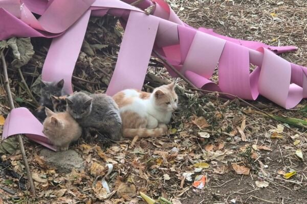 Забавеният бюджет спира кампанията за кастрация на улични котки във Варна